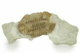 Bargain, Asaphus Kotlukovi Trilobite Fossil - Russia #363113-1